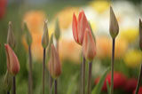 Unopened+Tulips