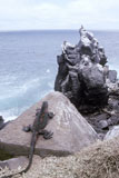 Iguana+on+Rock+Overlooking+Ocean
