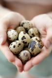 woman+hands+holding+fragile+quail+eggs