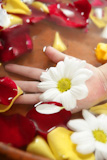 Aromatherapy+children+hand+bath%2C+rose+petal%2C+daisy++flower