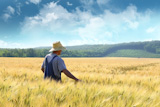 Farmer+walking+through+a+wheat+field
