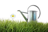 Old+watering+can+in+grass+with+white