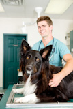 Large+Dog+at+Small+Animcal+Clinic