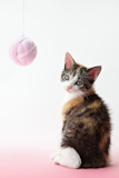 cat+playing+with+yarn