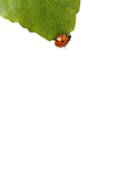 Lady+bug+on+a+leaf
