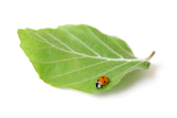Lady+bug+on+a+leaf