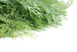 Delicious+fresh+dill+from+the+garden