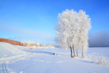 tree+in+snow