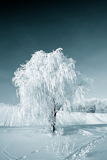 tree+in+snow