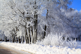 tree+in+snow+near+roads