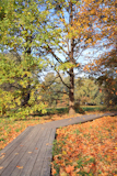 wooden+lane+in+autumn+park