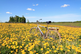 old+bicycle+amongst+yellow+dandelions