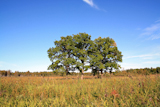 two+oaks+on+autumn+field