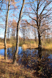 small+lake+in+autumn+wood