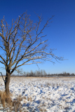 oak+on+snow+field