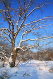 oak+in+snow