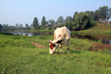 cow+on+coast+river+near+villages