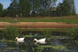 geese+near+villages