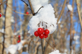 red+berries+of+the+viburnum+in+snow