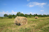 hay+on+field