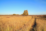 rural+road+on+autumn+field