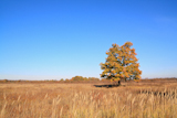 oak+on+autumn+field