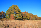 oak+copse+on+autumn+field