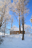 rural+house+amongst+snow+tree