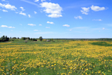 dandelions+on+spring+field
