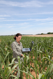 Agronomist+in+corn+field
