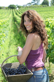 Winegrower+woman+stading+in+vine+rows+with+basket+of+grapes