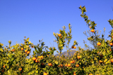 orange+tangerine+tree+fruits+green+leaves+blue+sky