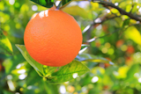 orange+tangerine+tree+fruits+green+leaves+blurred+field+background