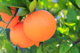 orange+tangerine+tree+fruits+green+leaves+blurred+field+background