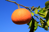 orange+tangerine+tree+fruits+green+leaves+blue+sky