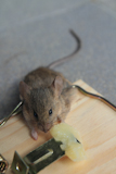 Mouse+trap+with+real+mouse+catched+eating+cheese