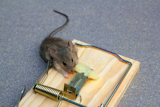 Mouse+trap+with+real+mouse+catched+eating+cheese