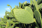 chumbera+nopal+cactus+plant+blue+sky+mediterranean+plants
