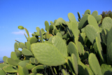 chumbera+nopal+cactus+plant+blue+sky+mediterranean+plants