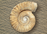 fossil+spiral+snail+stone+real+ancient+petrified+shell+over+beach+sand