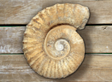 fossil+spiral+snail+stone+real+ancient+petrified+shell+on+wooden+background