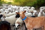 goats+and+sheep+herd+flock+outdoor+track+nature+animals