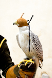 falconry+falcon+rapacious+bird+in+glove+hand+leather+blind+hood
