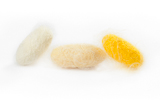 closeup+of+three+silkworm+cocoon+isolated+on+white+background