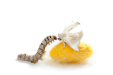 butterfly+of+silkworm+with+cocoon+silk+worm+showing+the+three+stages+of+its+life