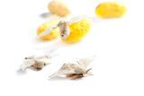 butterfiles+of+silk+worm+and+yellow+cocoon+over+white+background