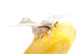 butterfly+of+silkworm+over+yellow+cocoon+on+white+background