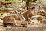Donkey+mule+sitting+in+Mediterranean+olive+tree+shade+in+Mallorca+island