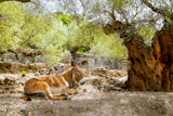 Donkey+mule+sitting+in+Mediterranean+olive+tree+shade+in+Mallorca+island