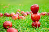 three+red+apples+stacked+in+grass+field+with+many+in+background